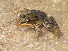 Pelophylax kurtmuelleri