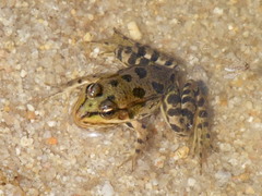 Pelophylax kurtmuelleri