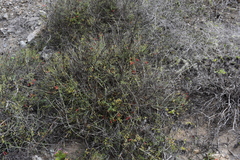 Gambelia juncea