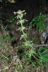 Pedicularis macrochila