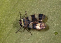 Licontinia introducens