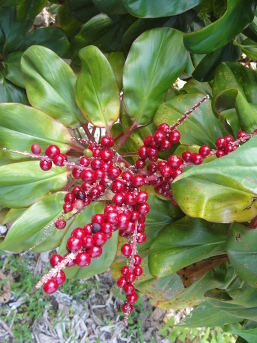 Cordyline fruticosa