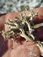 Cladonia perforata