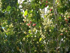 Hernandia nymphaeifolia