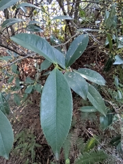 Eurya japonica