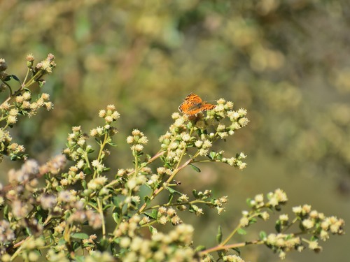 Baccharis pilularis