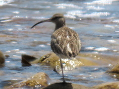 Numenius phaeopus phaeopus