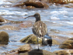 Numenius phaeopus phaeopus