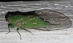 Chlorocysta vitripennis