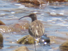 Numenius phaeopus phaeopus