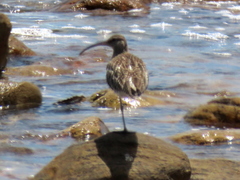 Numenius phaeopus phaeopus