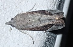 Hypocala guttiventris