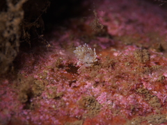 Rubramoena rubescens