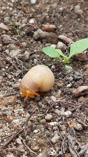 Tayloria quadrilateralis observed 2020-12-11