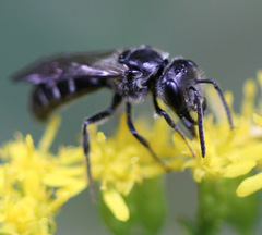 Lasioglossum coriaceum