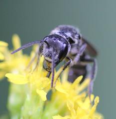 Lasioglossum coriaceum