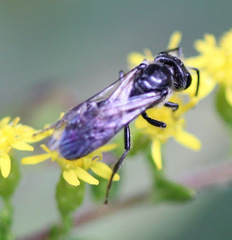 Lasioglossum coriaceum