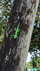 Phelsuma sundbergi