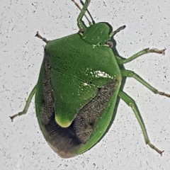 Plautia affinis