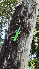Phelsuma sundbergi