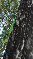 Phelsuma sundbergi