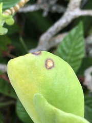 Mycosphaerella scaevolae