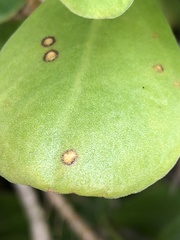 Mycosphaerella scaevolae