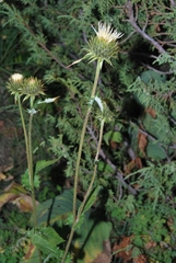 Alfredia acantholepis