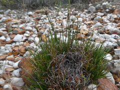 Ficinia overbergensis