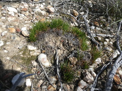 Ficinia overbergensis