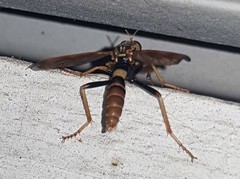 Neosaropogon