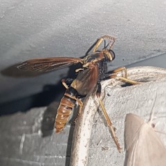 Neosaropogon