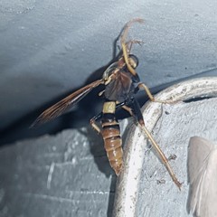 Neosaropogon