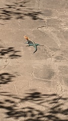 Agama lionotus