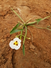 Sagittaria montevidensis