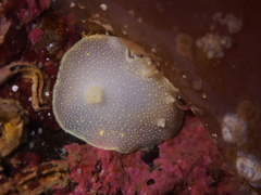 Cadlina laevis