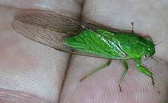 Chlorocysta vitripennis