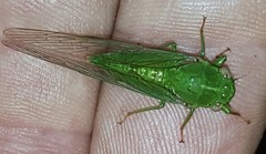 Chlorocysta vitripennis