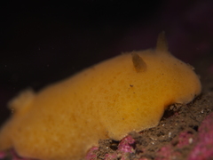 Jorunna tomentosa