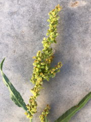 Rumex triangulivalvis