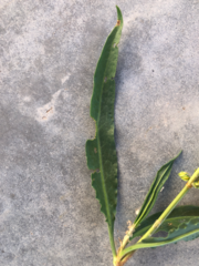 Rumex triangulivalvis