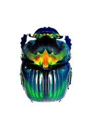 Sulcophanaeus imperator