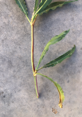 Rumex triangulivalvis