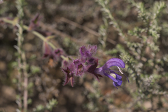 Salvia albicaulis