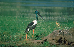 Ephippiorhynchus asiaticus australis