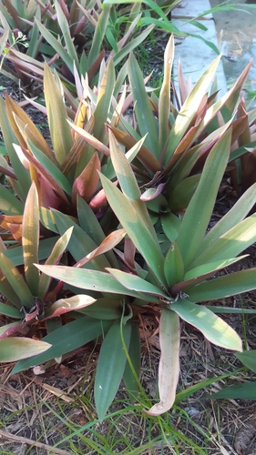 Tradescantia spathacea image