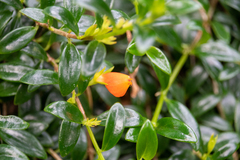 Nematanthus gregarius