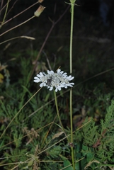 Semenovia transiliensis