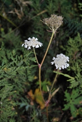 Semenovia transiliensis