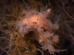 Dendronotus